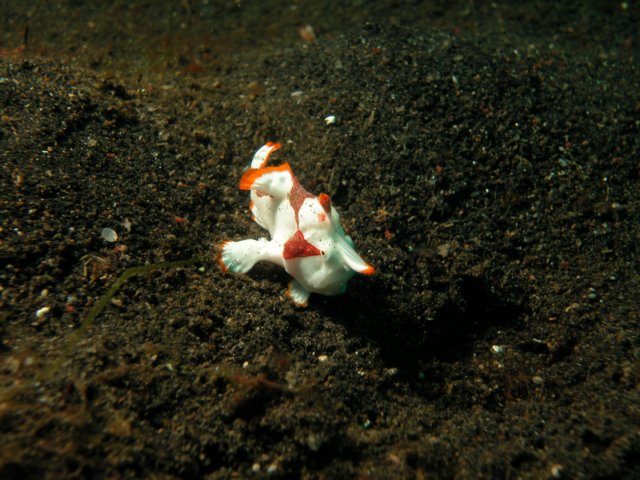 Photograph